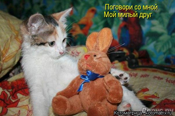Котоматрица: Поговори со мной  Мой милый друг