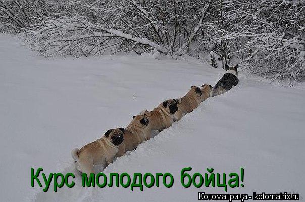 Котоматрица: Курс молодого бойца!