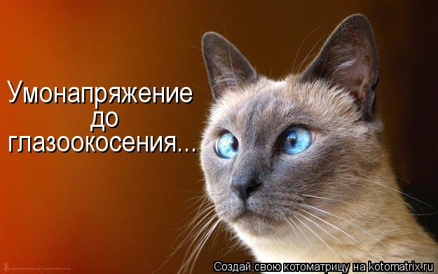 Котоматрица: Умонапряжение до глазоокосения...