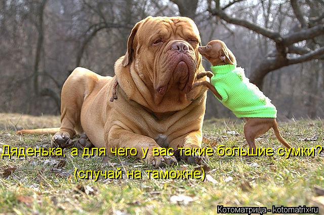 Котоматрица: Дяденька, а для чего у вас такие большие сумки? (случай на таможне)