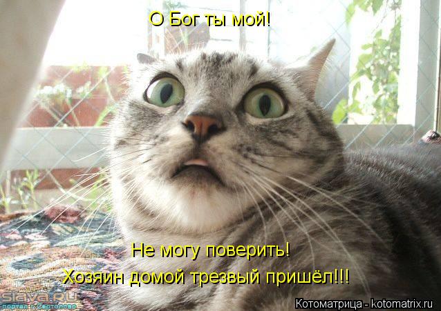 Котоматрица: О Бог ты мой! Не могу поверить! Хозяин домой трезвый пришёл!!!