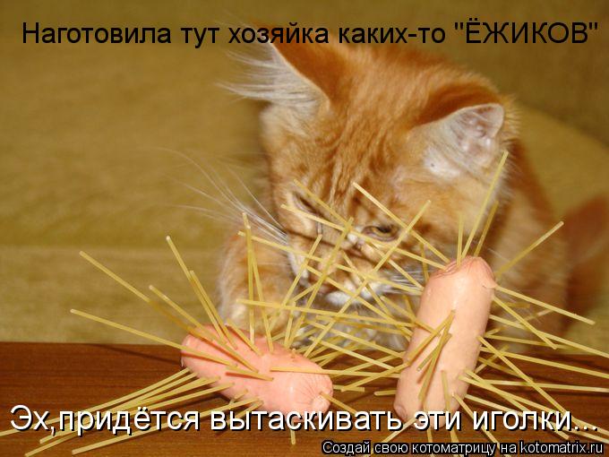Котоматрица: Наготовила тут хозяйка каких-то "ЁЖИКОВ" Эх,придётся вытаскивать эти иголки...