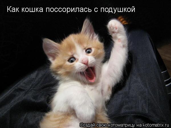 Котоматрица: Как кошка поссорилась с подушкой