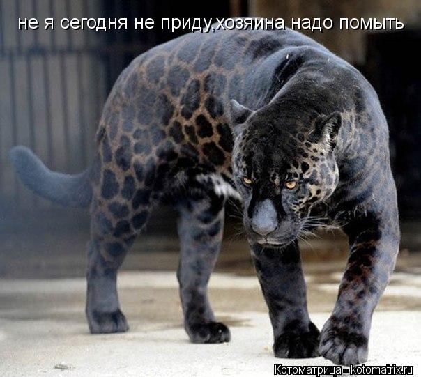 Котоматрица: не я сегодня не приду,хозяина надо помыть