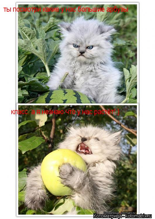 Котоматрица: ты посмотри какие у нас большие арбузы класс. а я незнаю что у нас растёт!:)