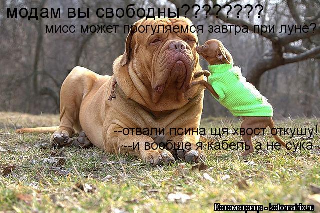 Котоматрица: модам вы свободны???????? мисс может прогуляемся завтра при луне? --отвали псина щя хвост откушу! --и вообще я кабель а не сука