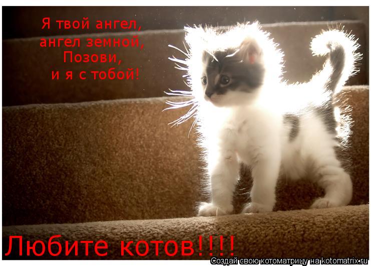 Котоматрица: Я твой ангел, ангел земной, Позови,  и я с тобой! Любите котов!!!!
