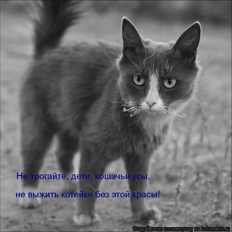 Котоматрица: Не трогайте, дети, кошачьи усы, не выжить котейке без этой красы!