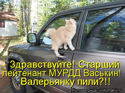 Котоматрица: - Здравствуйте! Старший лейтенант МУРДД Васькин! Валерьянку пили?!!