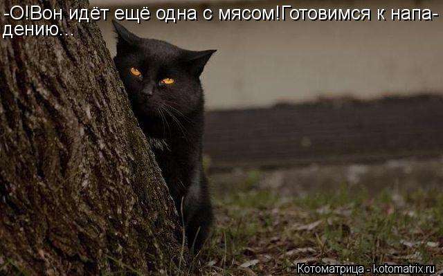 Котоматрица: -О!Вон идёт ещё одна с мясом!Готовимся к напа- дению...