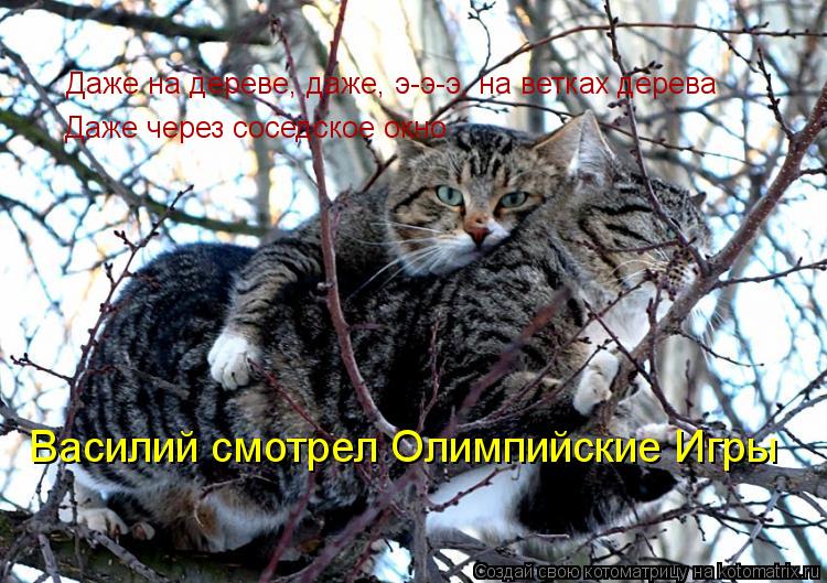 Котоматрица: Даже на дереве, даже, э-э-э, на ветках дерева Даже через соседское окно Василий смотрел Олимпийские Игры