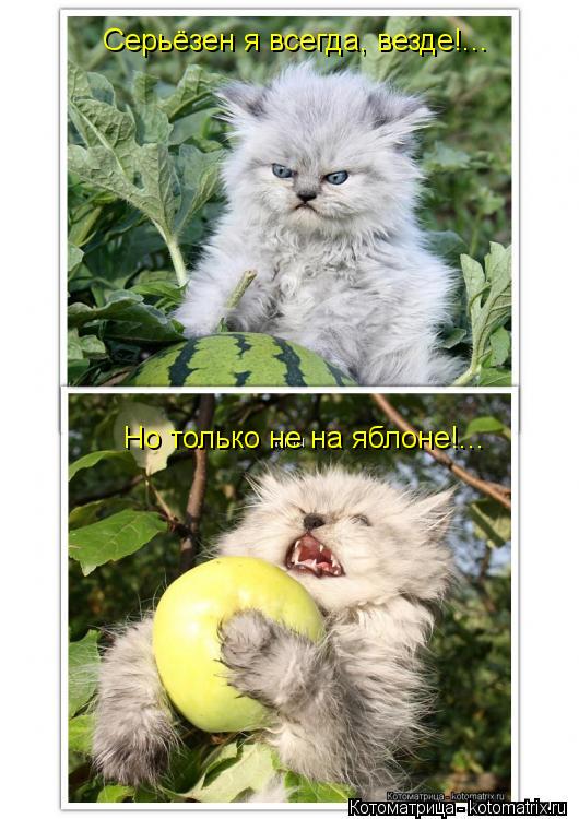 Котоматрица: Серьёзен я всегда, везде!... Но только не на яблоне!...