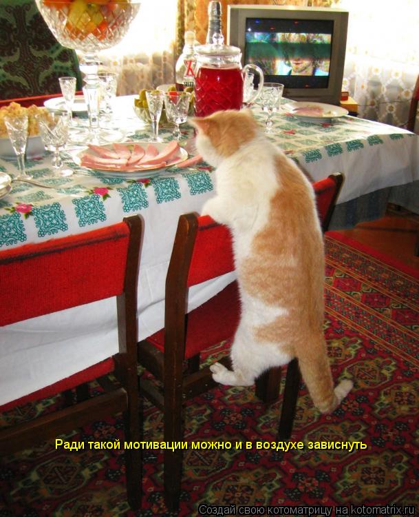 Котоматрица: Ради такой мотивации можно и в воздухе зависнуть