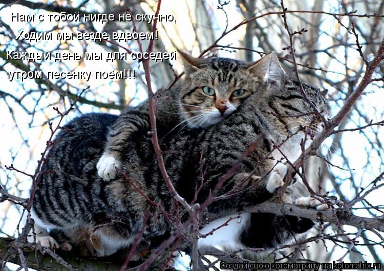 Котоматрица: Нам с тобой нигде не скучно, Ходим мы везде вдвоем! Каждый день мы для соседей утром песенку поём!!!