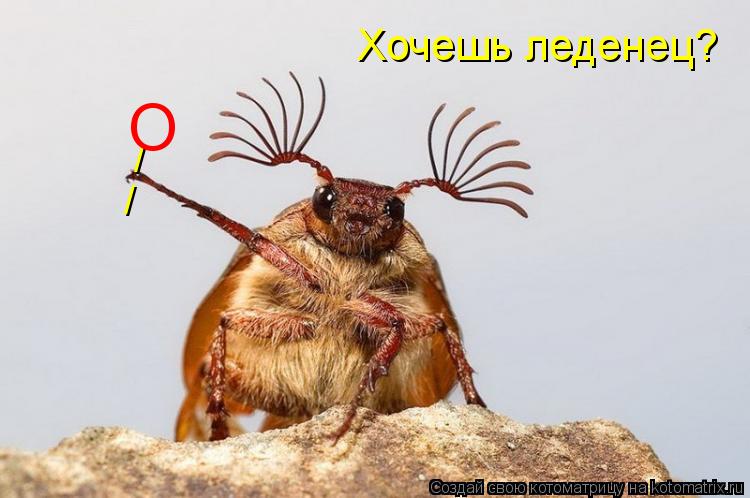 Котоматрица: / / О Хочешь леденец?