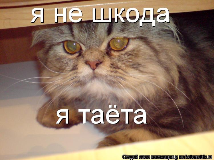 Котоматрица: я не шкода я таёта