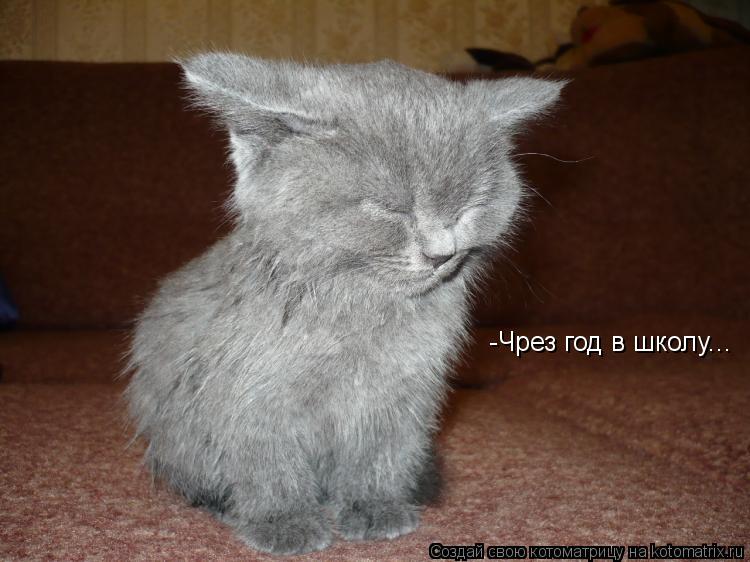 Котоматрица: -Чрез год в школу...