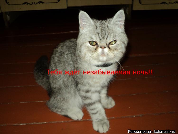 Тебя ждёт незабываемая ночь!!... Котоматрица: Тебя ждёт незабываемая ночь!!