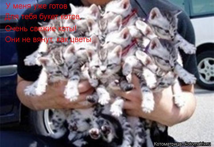 Котоматрица: У меня уже готов Для тебя букет котов, Очень свежие коты! Они не вянут, как цветы.