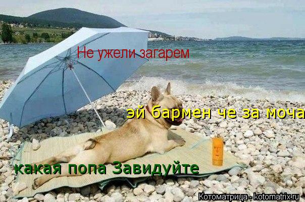 Котоматрица: Не ужели загарем эй бармен че за моча какая попа Завидуйте