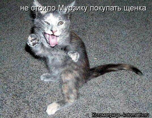 Котоматрица: не стоило Мурзику покупать щенка