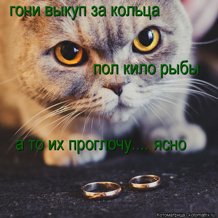 Котоматрица: гони выкуп за кольца пол кило рыбы  а то их проглочу.... ясно