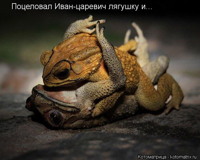 Котоматрица: Поцеловал Иван-царевич лягушку и... что с ним стало?!