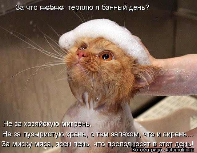 Котоматрица: Не за хозяйскую мигрень,  Не за пузыристую хрень, с тем запахом, что и сирень... За миску мяса, ясен пень, что преподносят в этот день!  За что лю