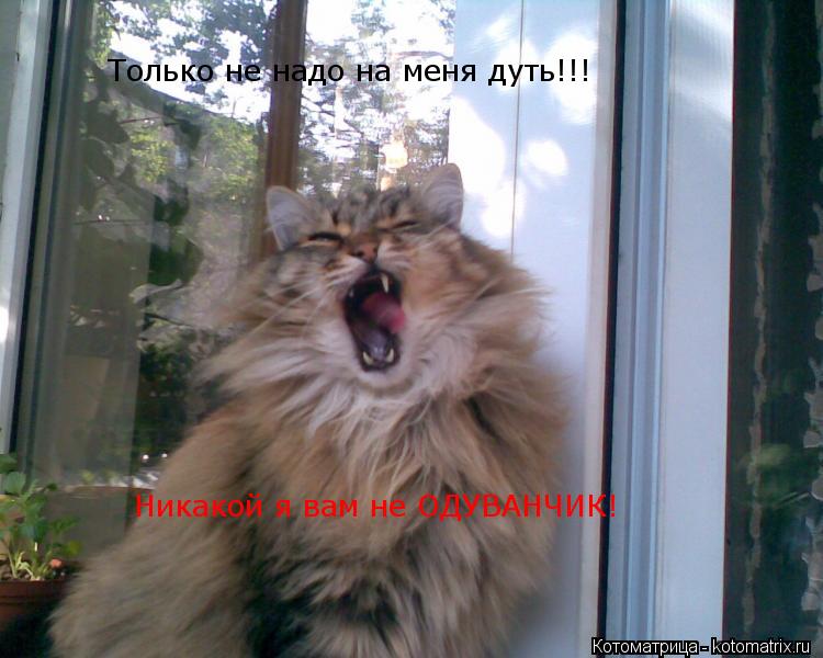 Котоматрица: Только не надо на меня дуть!!! Никакой я вам не ОДУВАНЧИК!