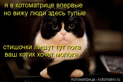 Котоматрица: я в котоматрице впервые но вижу люди здесь тупые стишочки пишут тут пока ваш котик хочет молока.