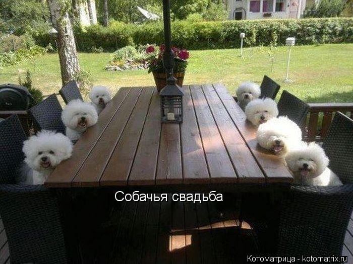 Котоматрица: Собачья свадьба