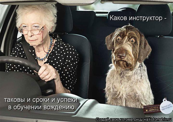 Котоматрица: таковы и сроки и успехи в обучении вождению Каков инструктор -
