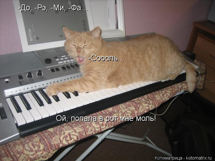 Котоматрица: -До, -Рэ, -Ми, -Фа... -Соооль... Ой, попала в рот мне моль!