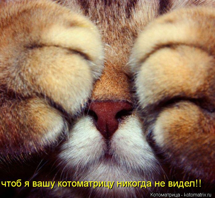 Котоматрица: чтоб я вашу котоматрицу никогда не видел!!