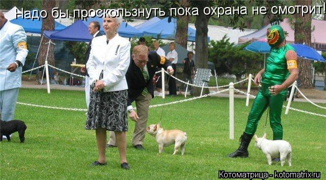 Котоматрица: Надо бы проскользнуть пока охрана не смотрит!