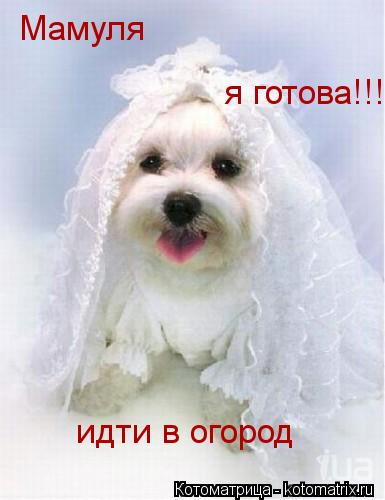 Котоматрица: Мамуля  я готова!!! идти в огород