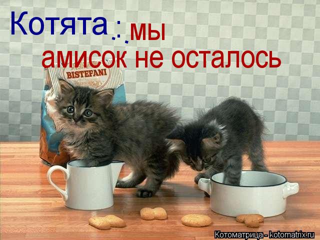 Котоматрица: Котята  : : мы  амисок не осталось