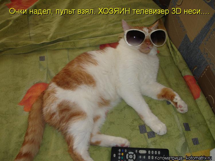 Котоматрица: Очки надел, пульт взял. ХОЗЯИН телевизер 3D неси....