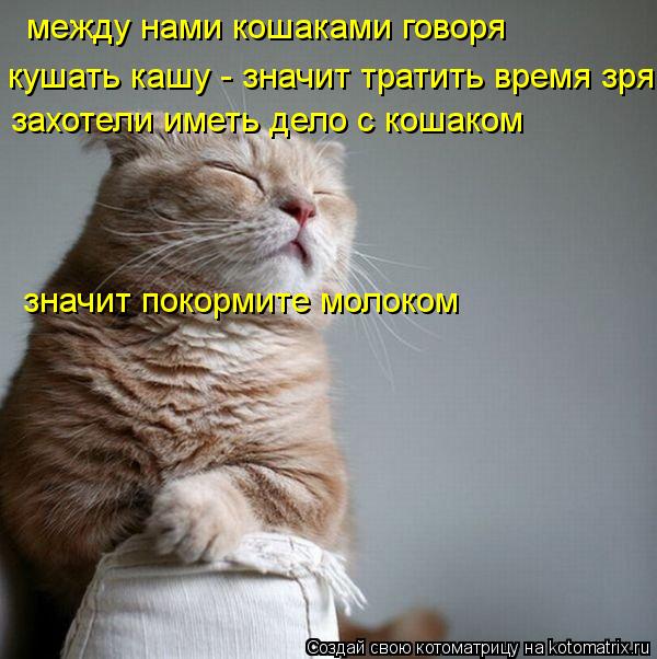 Котоматрица: между нами кошаками говоря кушать кашу - значит тратить время зря  захотели иметь дело с кошаком  значит покормите молоком
