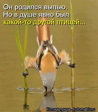 Котоматрица: Он родился выпью. Но в душе явно был какой-то другой птицей...