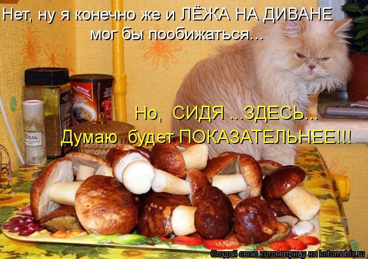 Котоматрица: Нет, ну я конечно же и ЛЁЖА НА ДИВАНЕ  мог бы пообижаться... Но,  СИДЯ ...ЗДЕСЬ... Думаю  будет ПОКАЗАТЕЛЬНЕЕ!!!