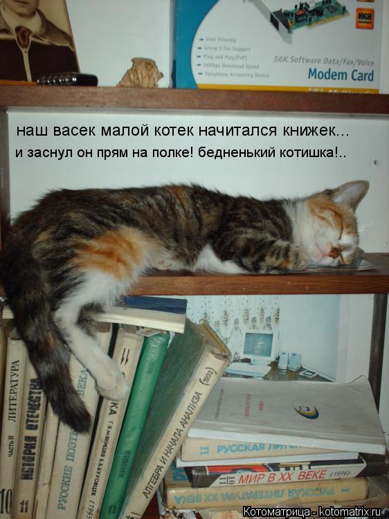 Котоматрица: наш васек малой котек начитался книжек... и заснул он прям на полке! бедненький котишка!..