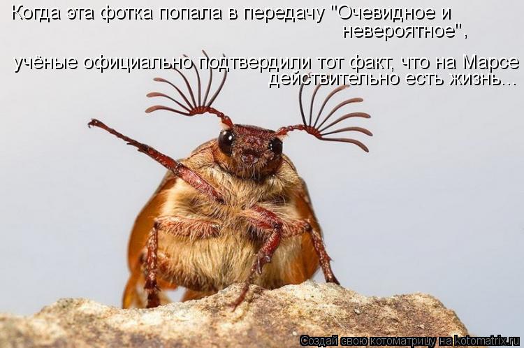 Котоматрица: Когда эта фотка попала в передачу "Очевидное и  невероятное"  , учёные официально подтвердили тот факт, что на Марсе действительно есть жизн