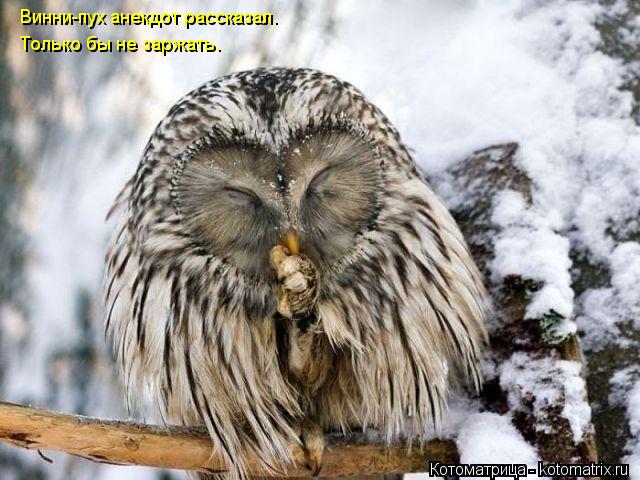 Котоматрица: Винни-пух анекдот рассказал. Только бы не заржать.