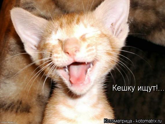 Котоматрица: Кешку ищут!...
