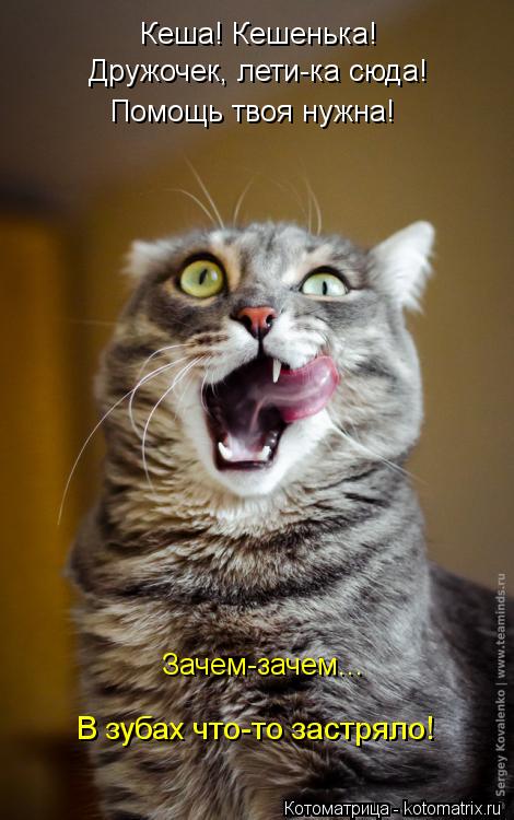 Котоматрица: Кеша! Кешенька! Дружочек, лети-ка сюда! Помощь твоя нужна! Зачем-зачем... В зубах что-то застряло!