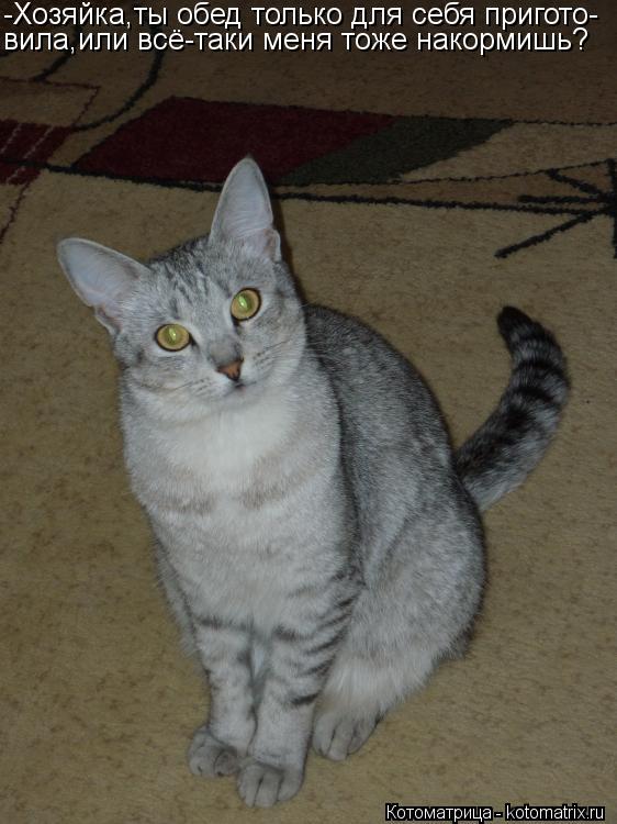Котоматрица: -Хозяйка,ты обед только для себя пригото- вила,или всё-таки меня тоже накормишь?