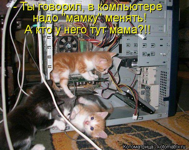 Котоматрица: - Ты говорил, в компьютере надо "мамку" менять! А кто у него тут мама?!!