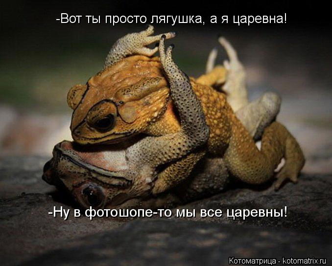 Котоматрица: -Вот ты просто лягушка, а я царевна! -Ну в фотошопе-то мы все царевны!