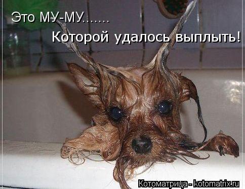 Котоматрица: Это МУ-МУ.......  Которой удалось выплыть!